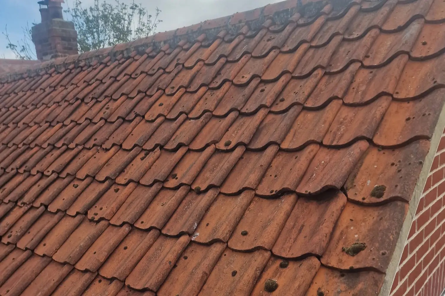 weathered clay tile roof with moss growth before replacement caister lane poringland